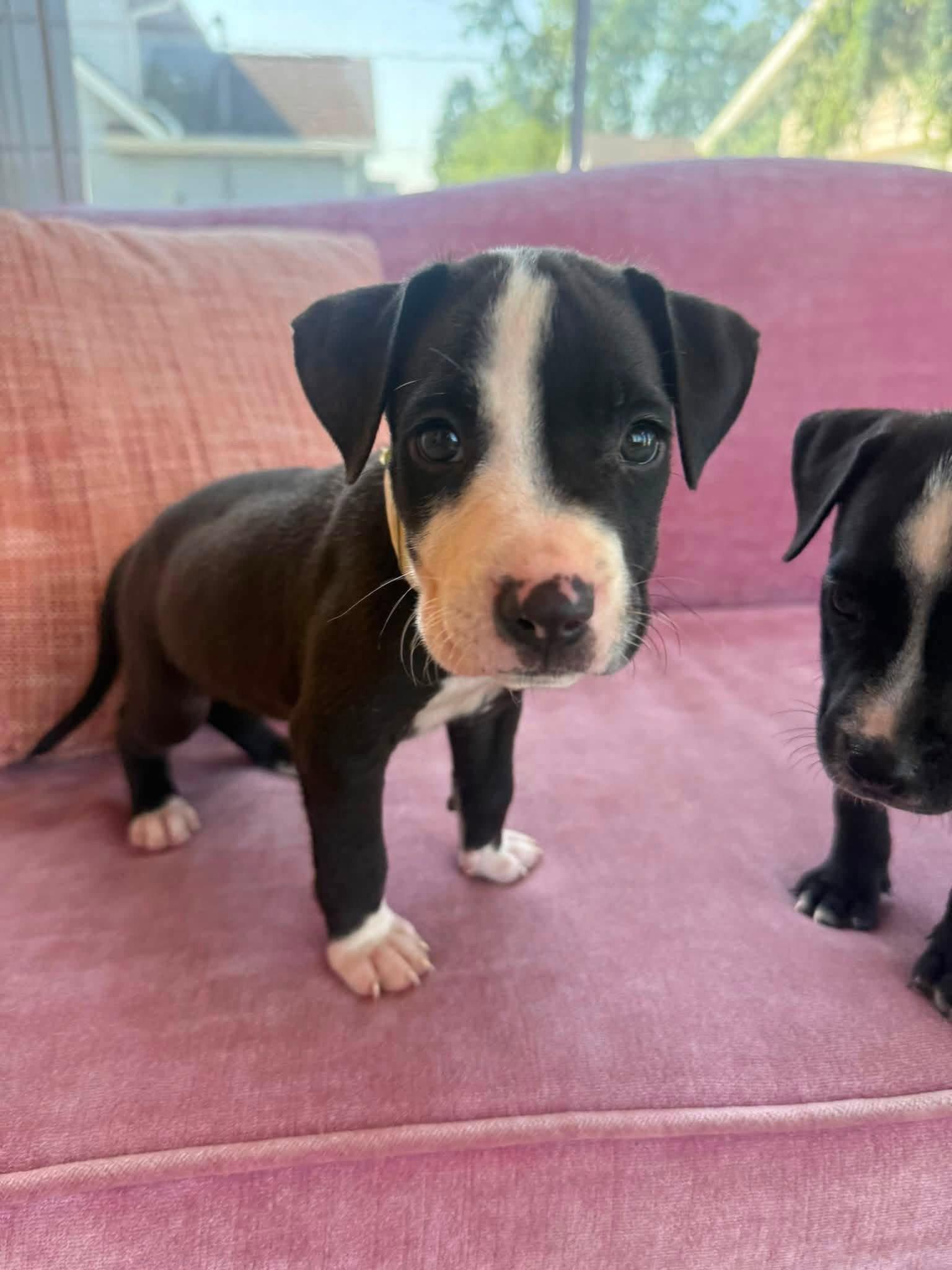Gizmo, Adoptable, Puppy Male Black Mouth Cur.