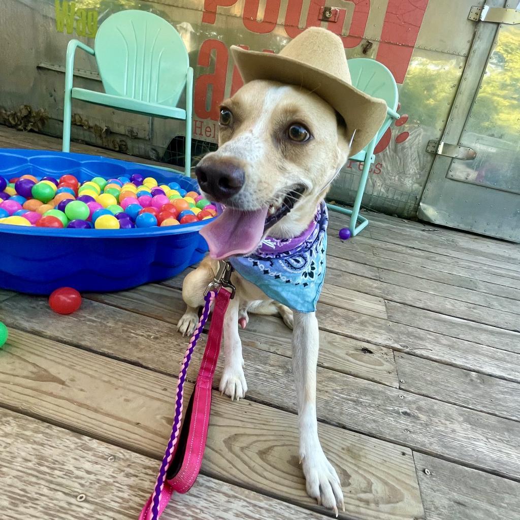 Henry — thumbnail 2