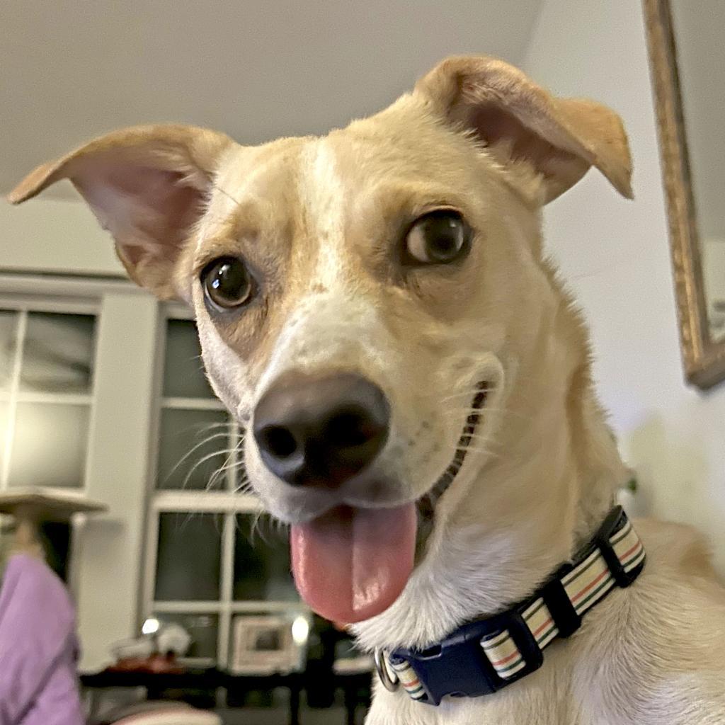 Henry — thumbnail 4