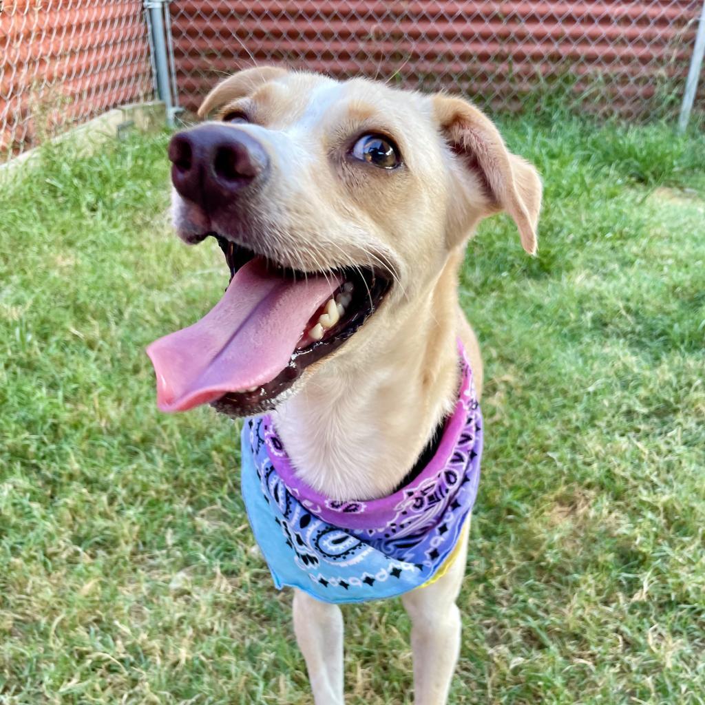 Henry — thumbnail 5