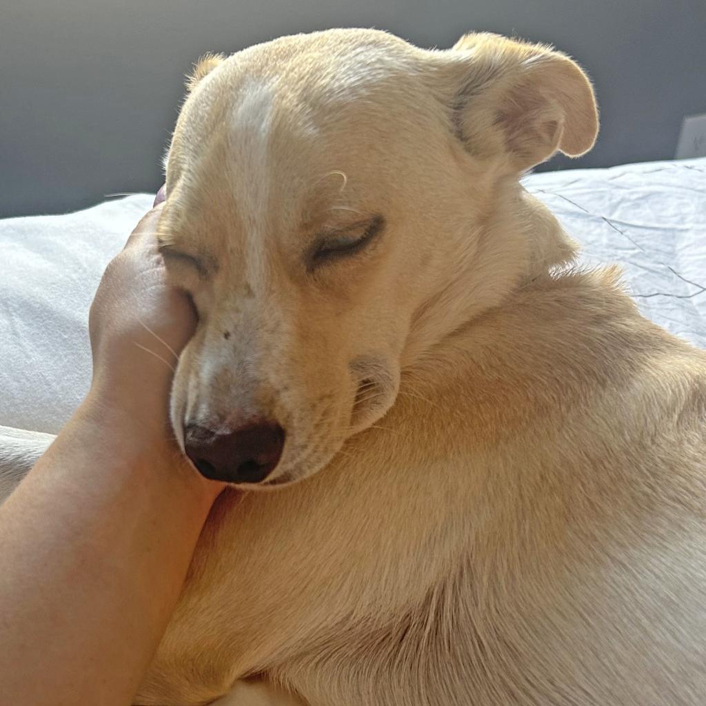 Henry — thumbnail 6