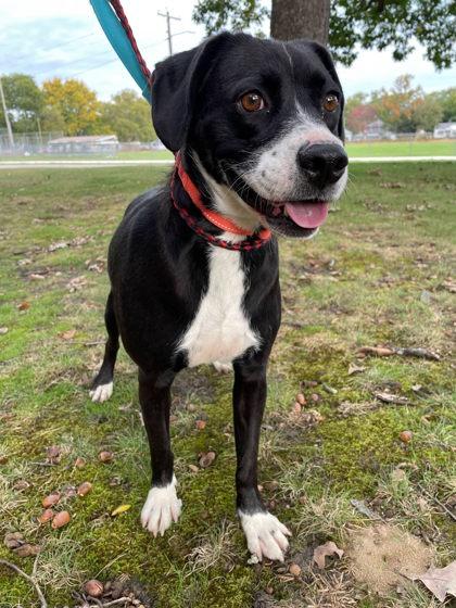 Enlarge Maggie, a Adoptable mixed breed in South Bend, IN image 1/3