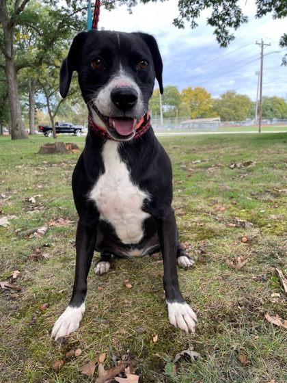 Enlarge Maggie, a Adoptable mixed breed in South Bend, IN image 2/3