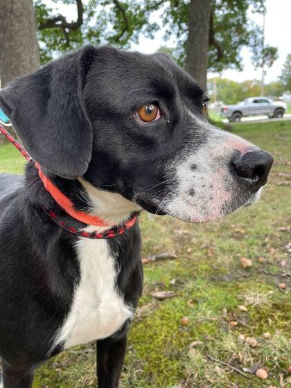 Enlarge Maggie, a Adoptable mixed breed in South Bend, IN image 3/3