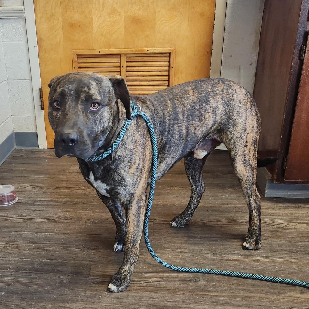 Enlarge Nomad, a Adoptable Mixed Breed in Danville, KY image 1/1