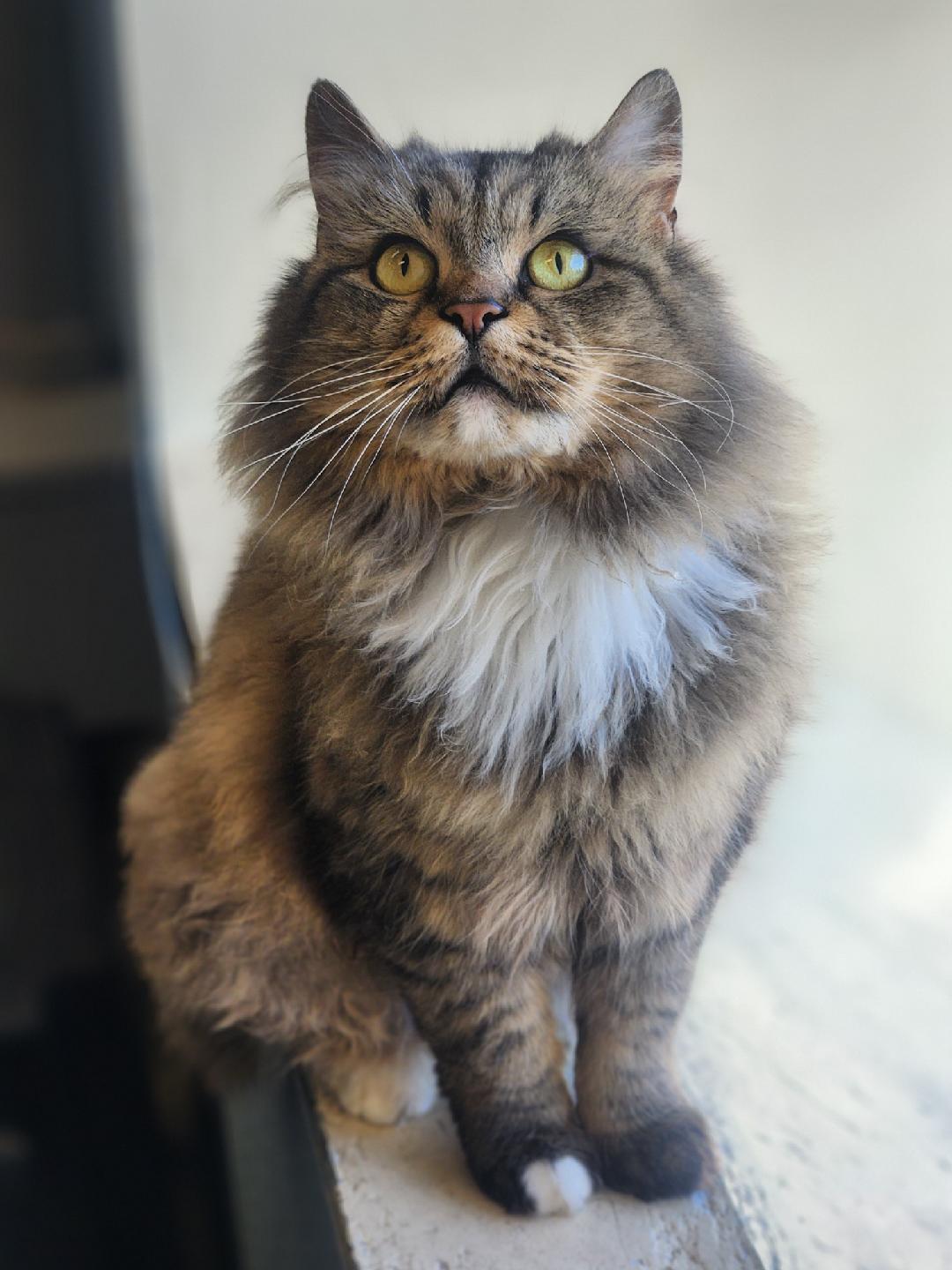 Muffin, adopted, Adult Female Domestic Long Hair.