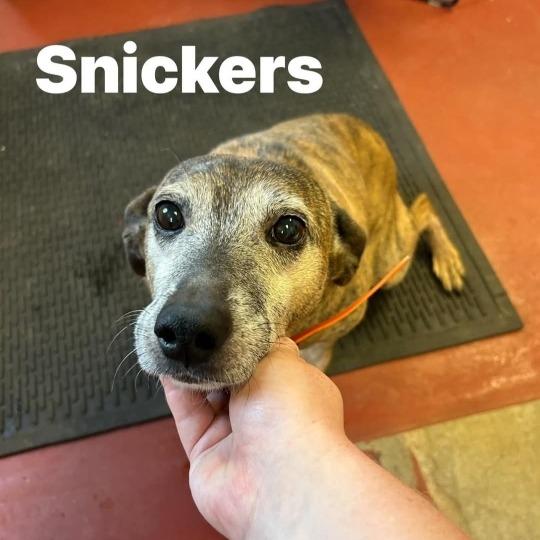 Snickers, Adoptable, Senior Male Plott Hound.