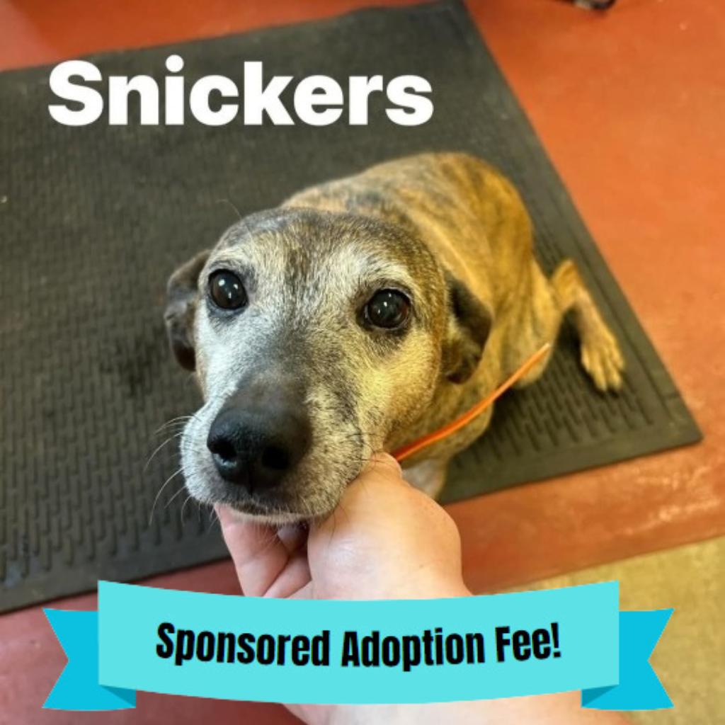 Enlarge Snickers, a Adoptable mixed breed in Novelty, OH image 2/2