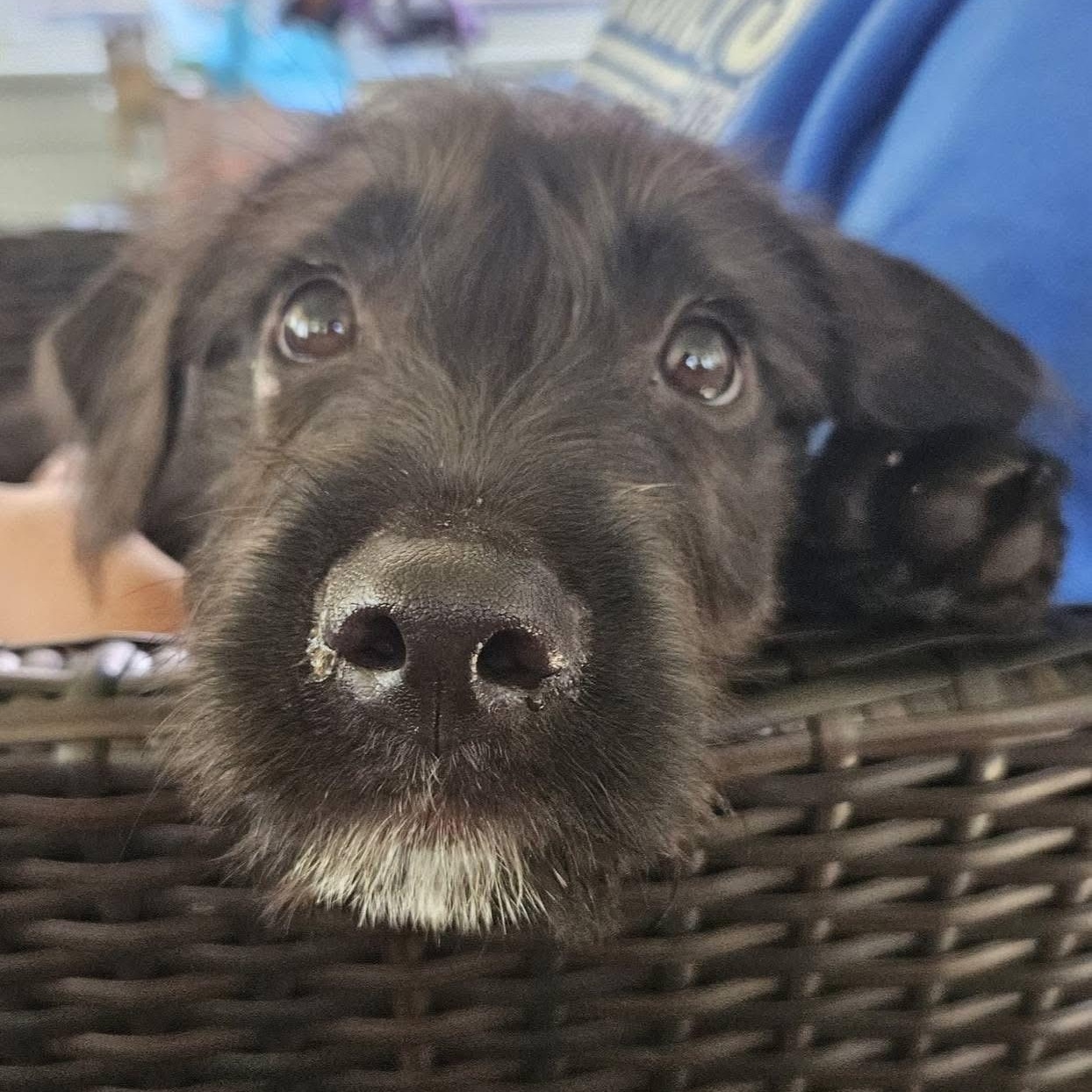Bailey, an adoptable Terrier, Labradoodle in Pittstown, NJ, 08867 | Photo Image 1