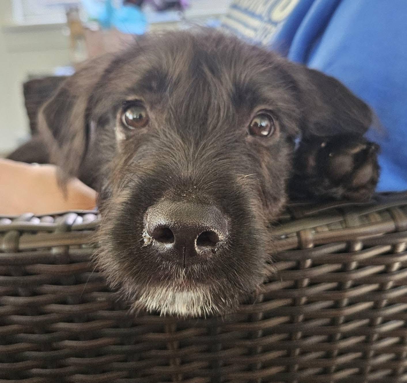 Bailey, an adoptable Terrier, Labradoodle in Pittstown, NJ, 08867 | Photo Image 6