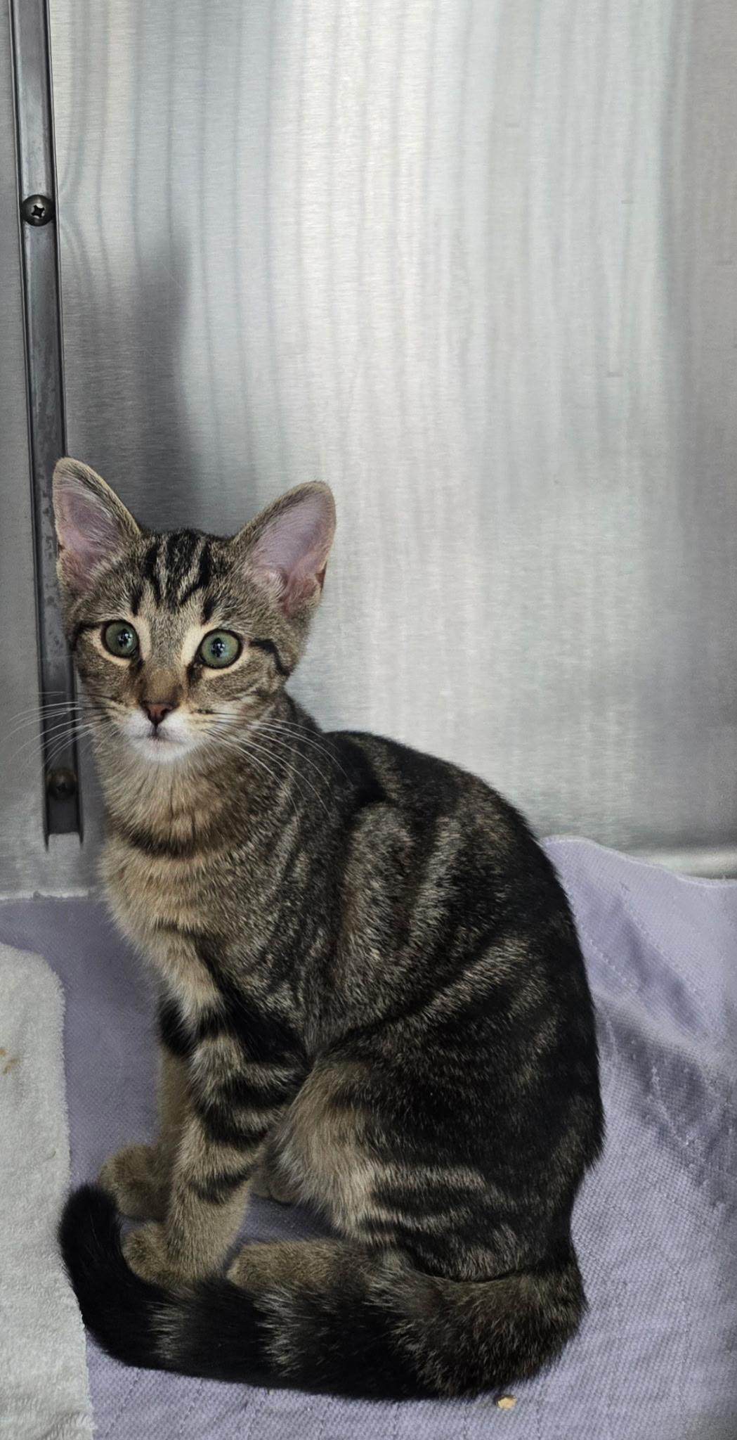 Pauline, adopted, Young Female Domestic Short Hair.