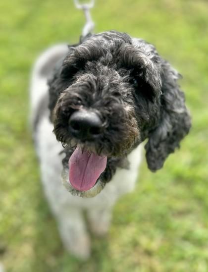 Willow fka Holly, Adoptable, Adult Female Standard Poodle & Mixed Breed.