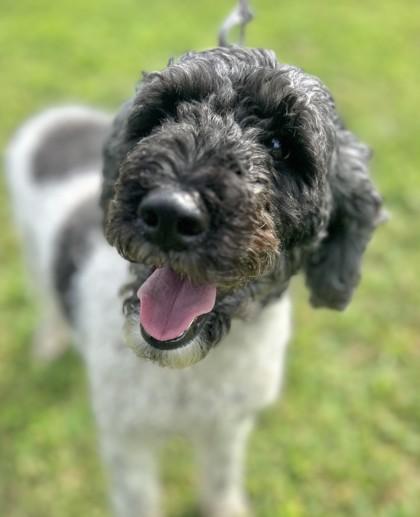 Enlarge Willow fka Holly, a Adoptable mixed breed in West Chester, PA image 2/2