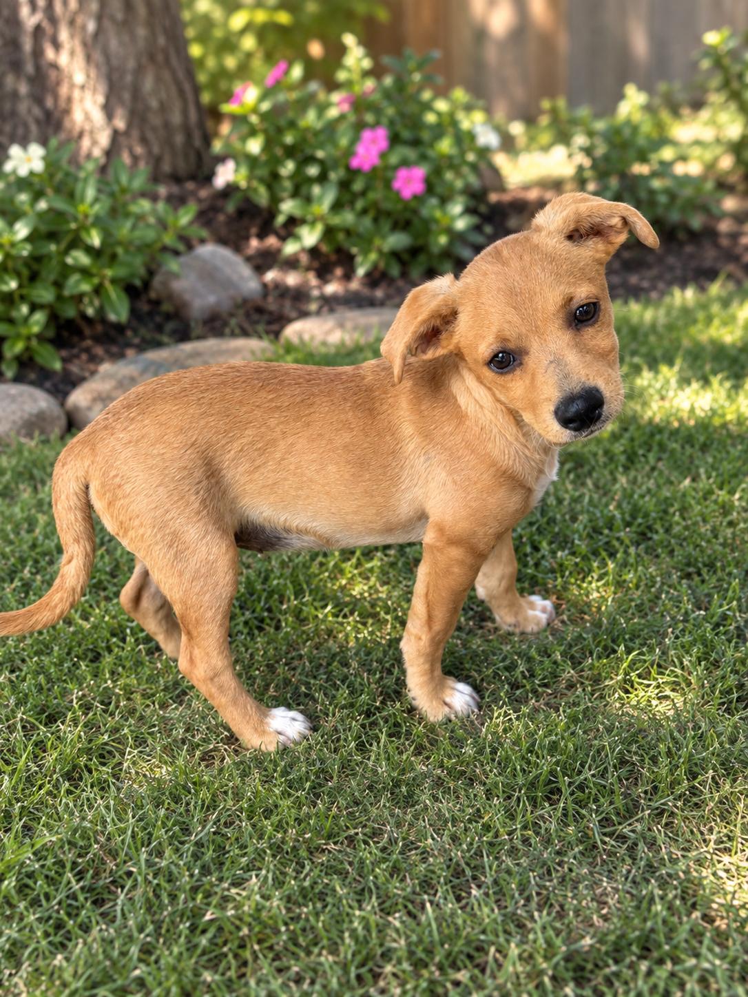 Enlarge Mable, a Adopted mixed breed in Orange, CA image 2/2