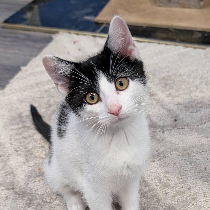 Minka, Adoptable, Kitten Female Domestic Short Hair.