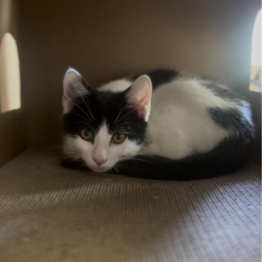 Enlarge Minka, a Adoptable Domestic Short Hair in Marysville, OH image 2/6