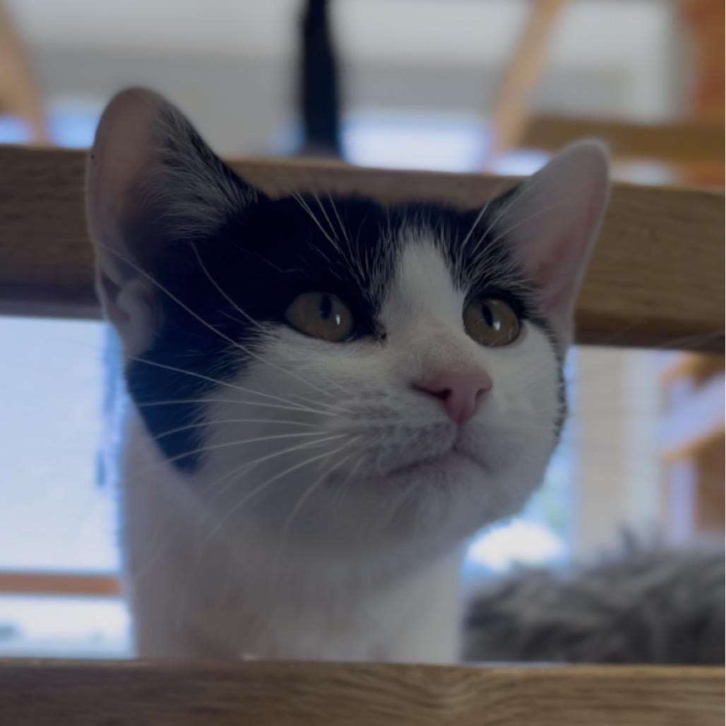 Enlarge Minka, a Adoptable Domestic Short Hair in Marysville, OH image 3/6