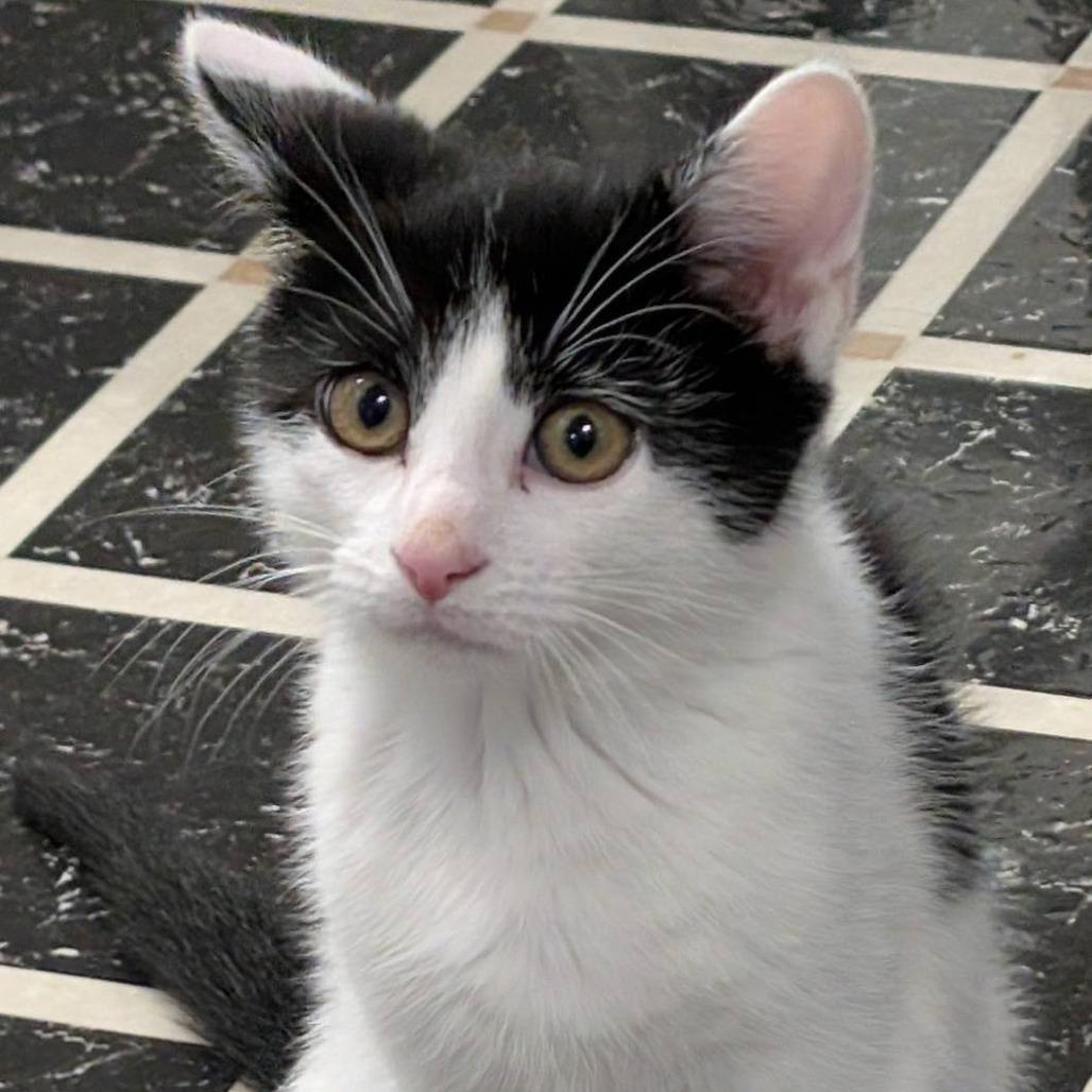 Enlarge Minka, a Adoptable Domestic Short Hair in Marysville, OH image 4/6