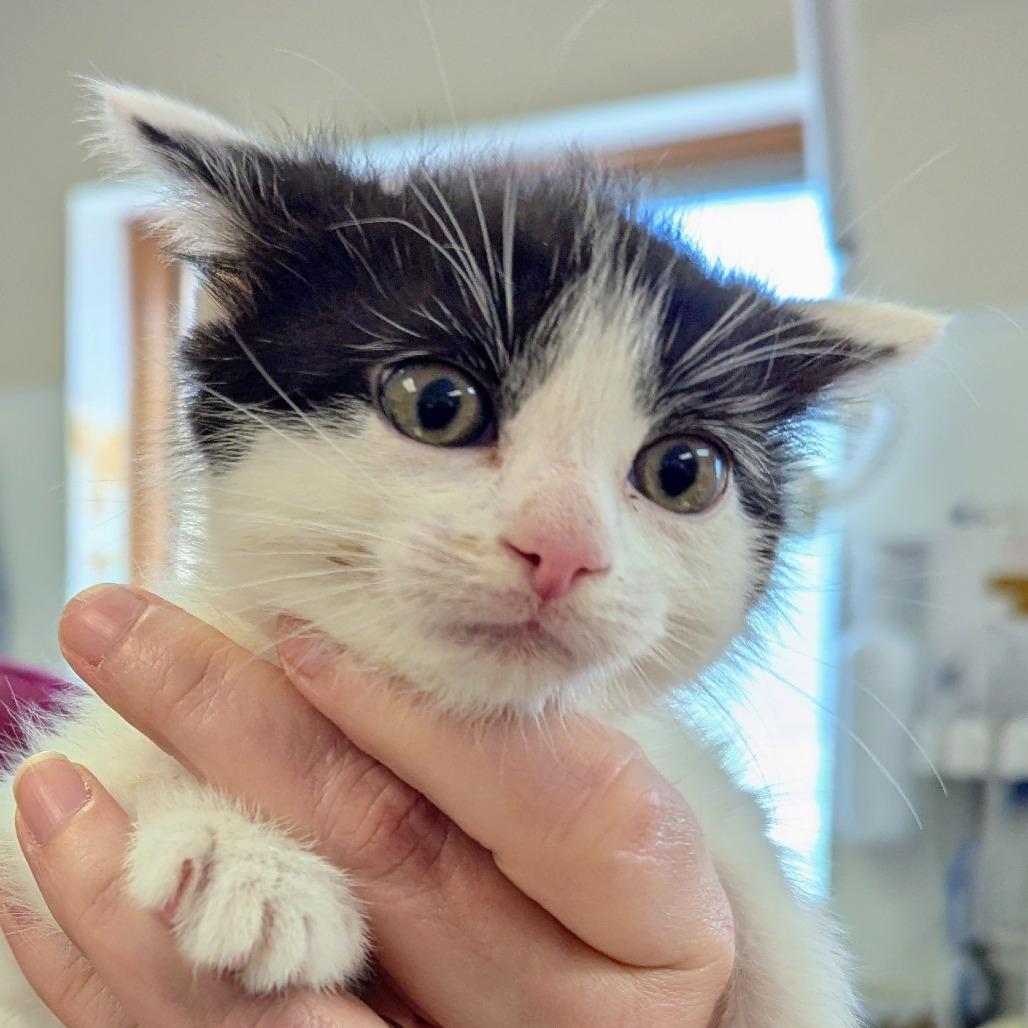 Enlarge Minka, a Adoptable Domestic Short Hair in Marysville, OH image 5/6