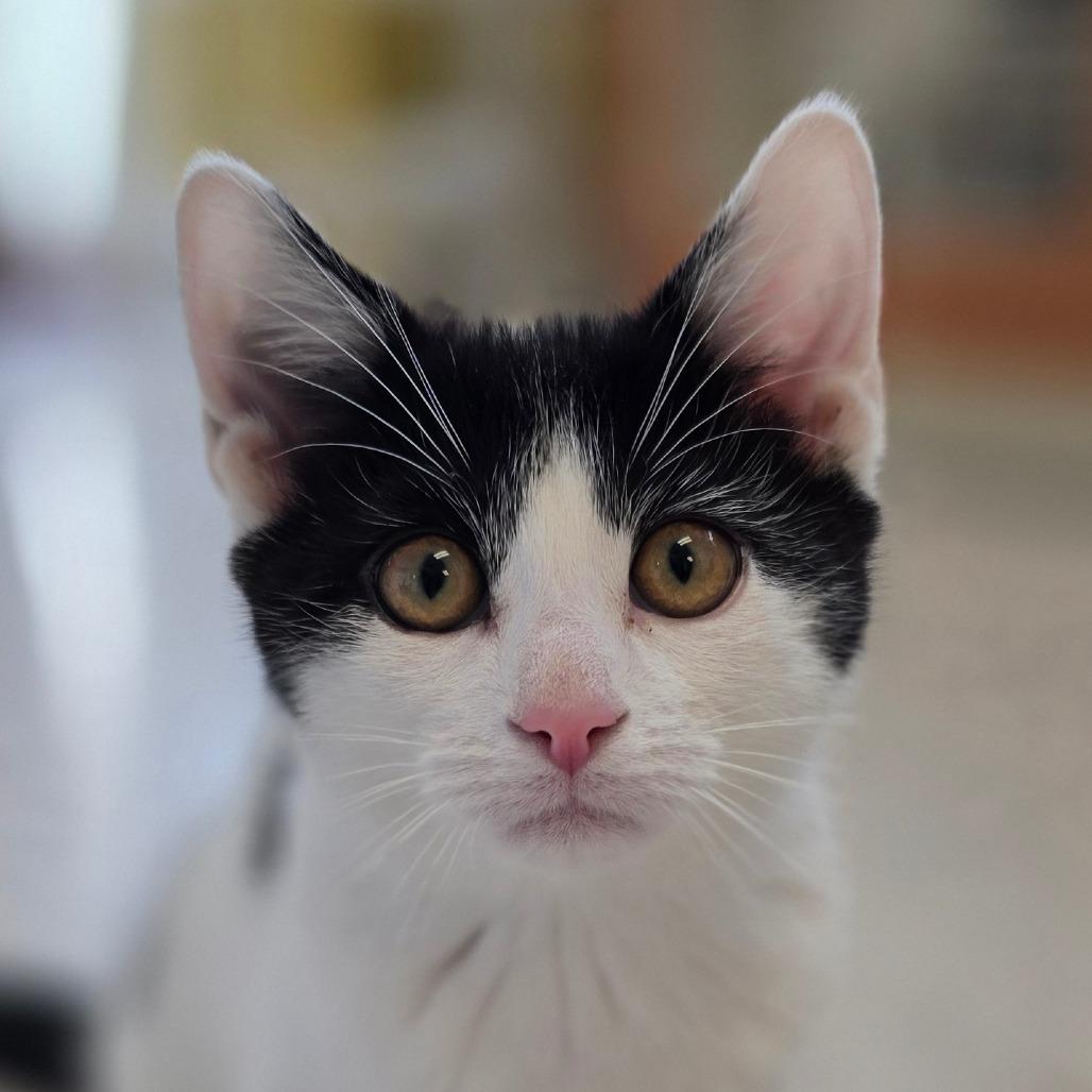 Enlarge Minka, a Adoptable Domestic Short Hair in Marysville, OH image 6/6