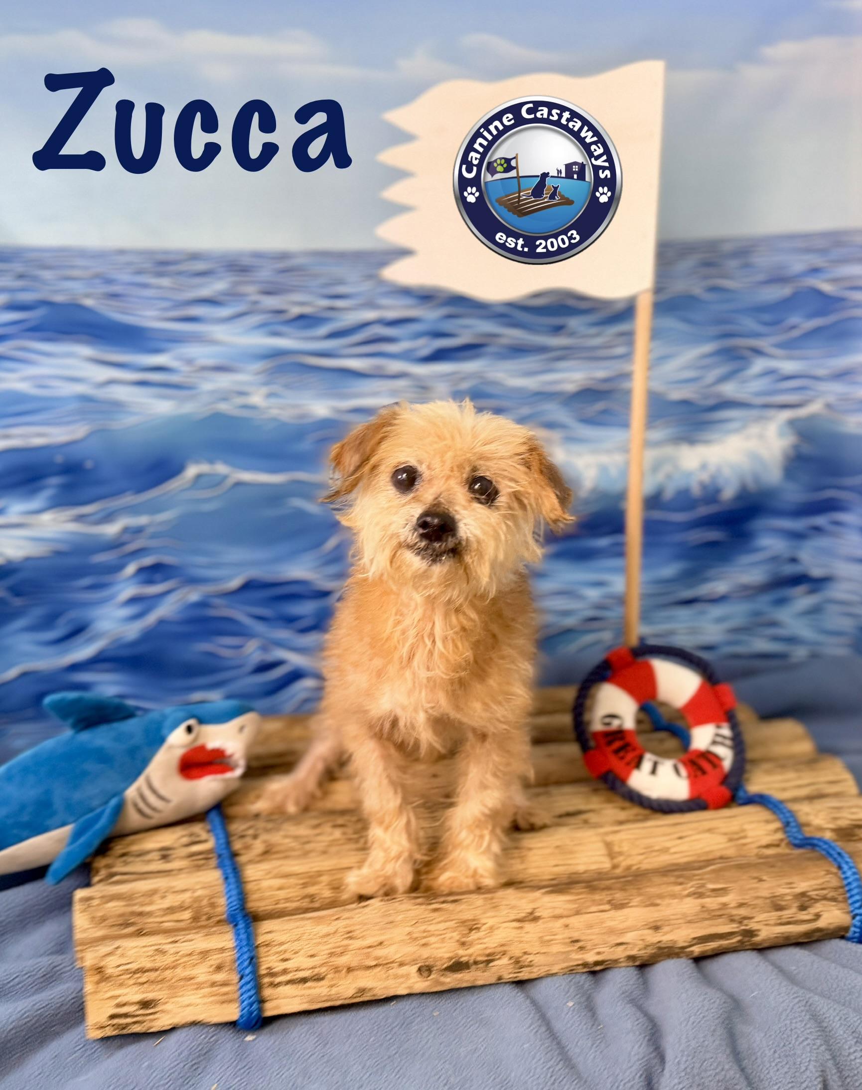 Enlarge Zucca, a Adopted mixed breed in Arcadia, FL image 2/3