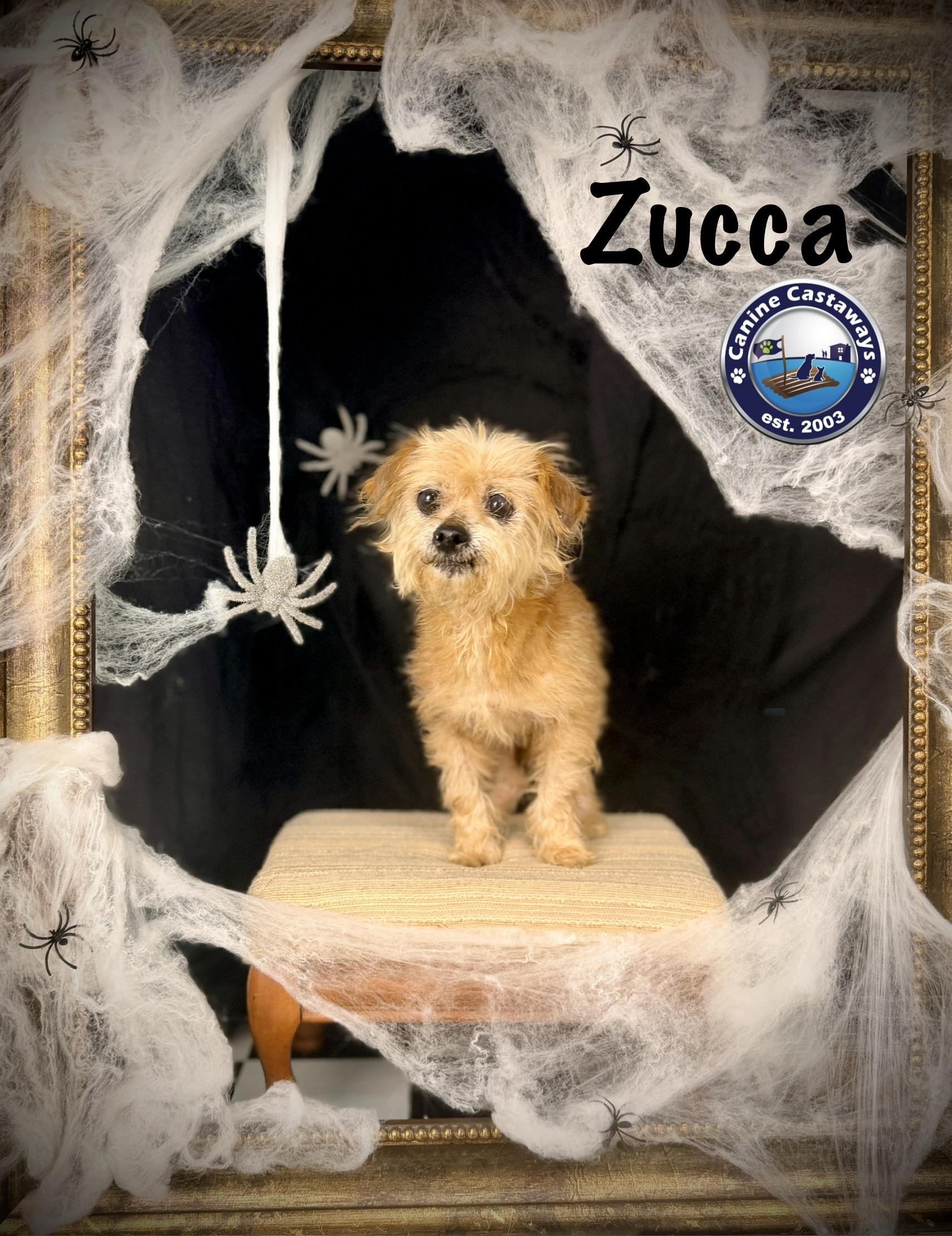 Enlarge Zucca, a Adopted mixed breed in Arcadia, FL image 1/3