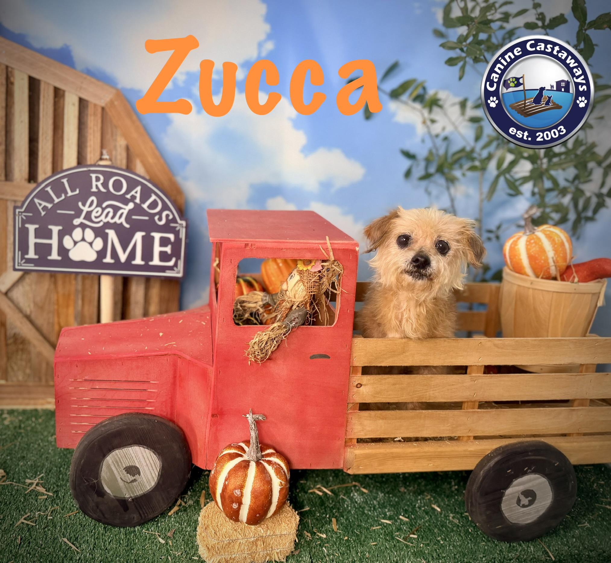 Enlarge Zucca, a Adopted mixed breed in Arcadia, FL image 3/3