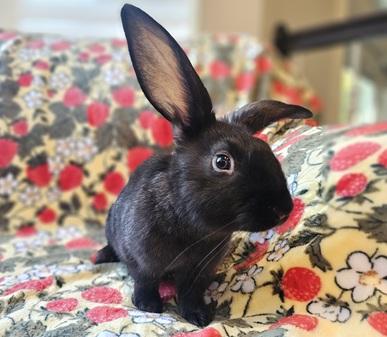 Enlarge Big Al, a Adoptable American in Folsom, CA image 5/6