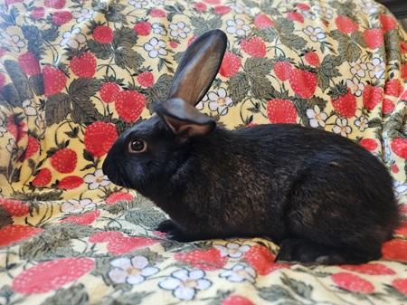 Enlarge Big Al, a Adoptable American in Folsom, CA image 2/6