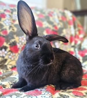 Big Al, Adoptable, Baby Male American.