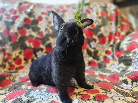Enlarge Big Al, a Adoptable American in Folsom, CA image 3/6