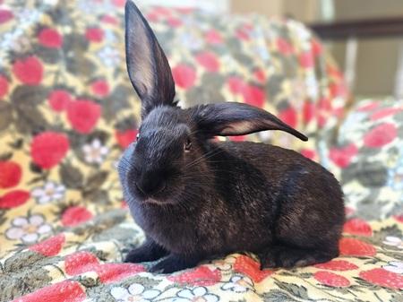 Enlarge Big Al, a Adoptable American in Folsom, CA image 6/6