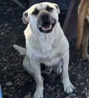 Papa, Adoptable, Adult Male Labrador Retriever.