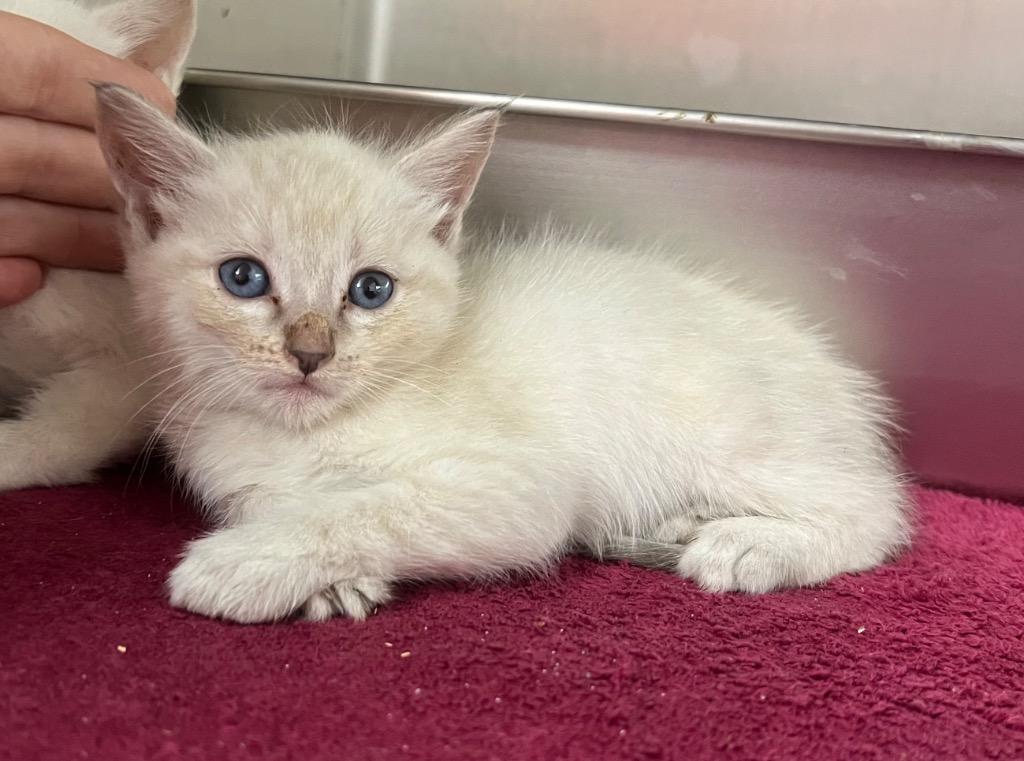 Pasta, Adoptable, Kitten Female Domestic Short Hair.