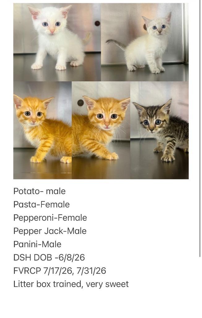 Pasta, a Adoptable mixed breed in Murray, KY image 2/4