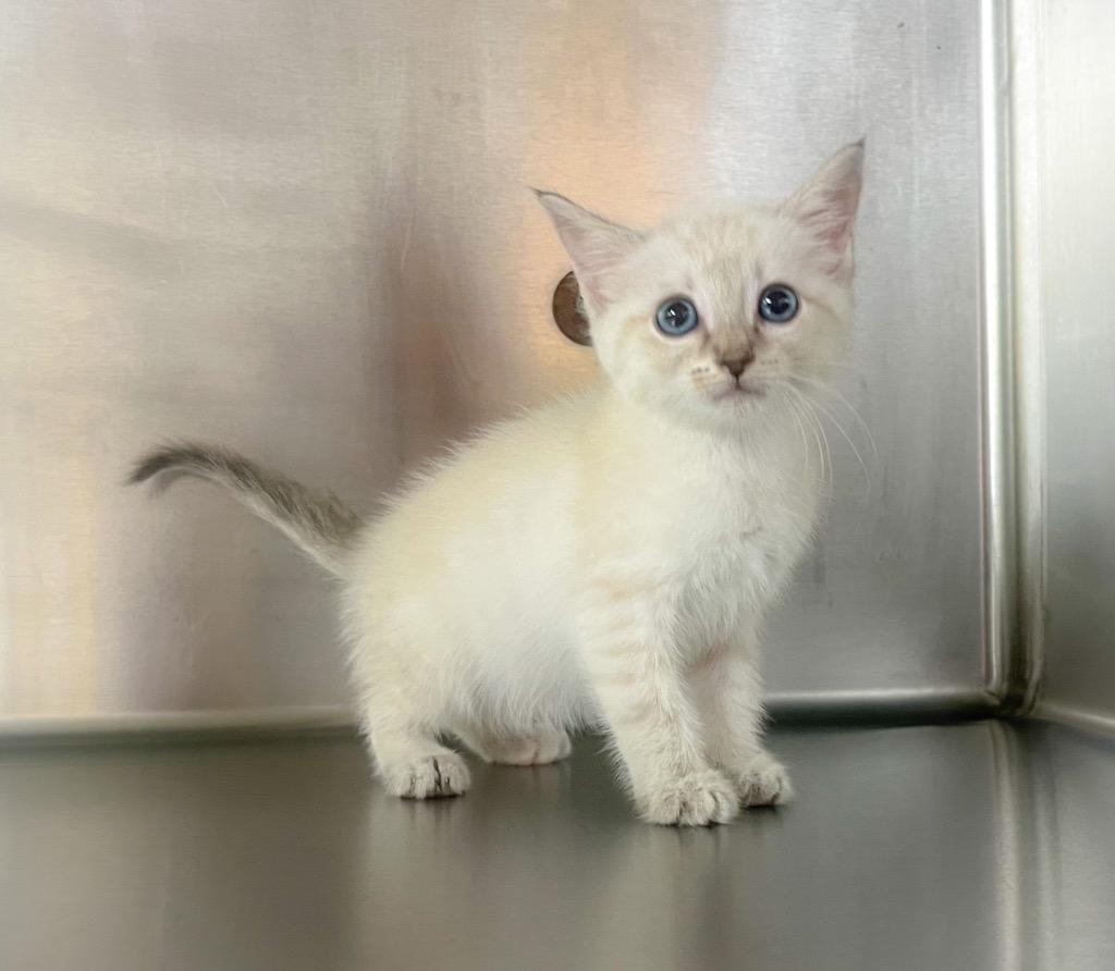 Pasta, a Adoptable mixed breed in Murray, KY image 3/4