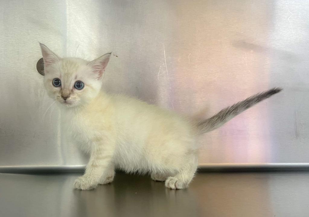 Pasta, a Adoptable mixed breed in Murray, KY image 4/4