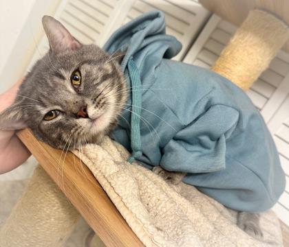 Homer, Adoptable, Young Male Domestic Short Hair & Domestic Short Hair.