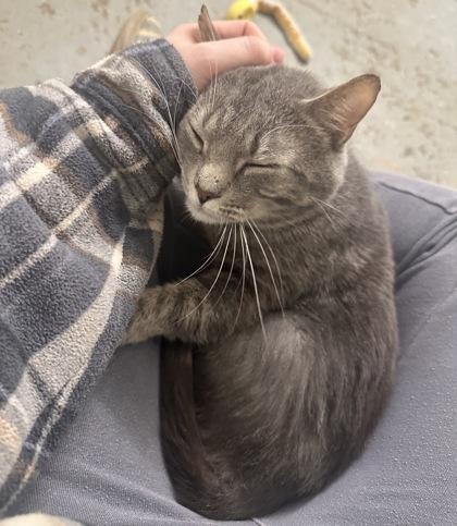 Enlarge Homer, a Adoptable mixed breed in Wilkesboro, NC image 3/3