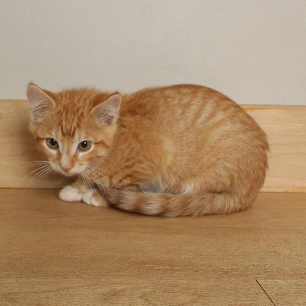 Gump C70779, Adoptable, Kitten Male Domestic Short Hair.