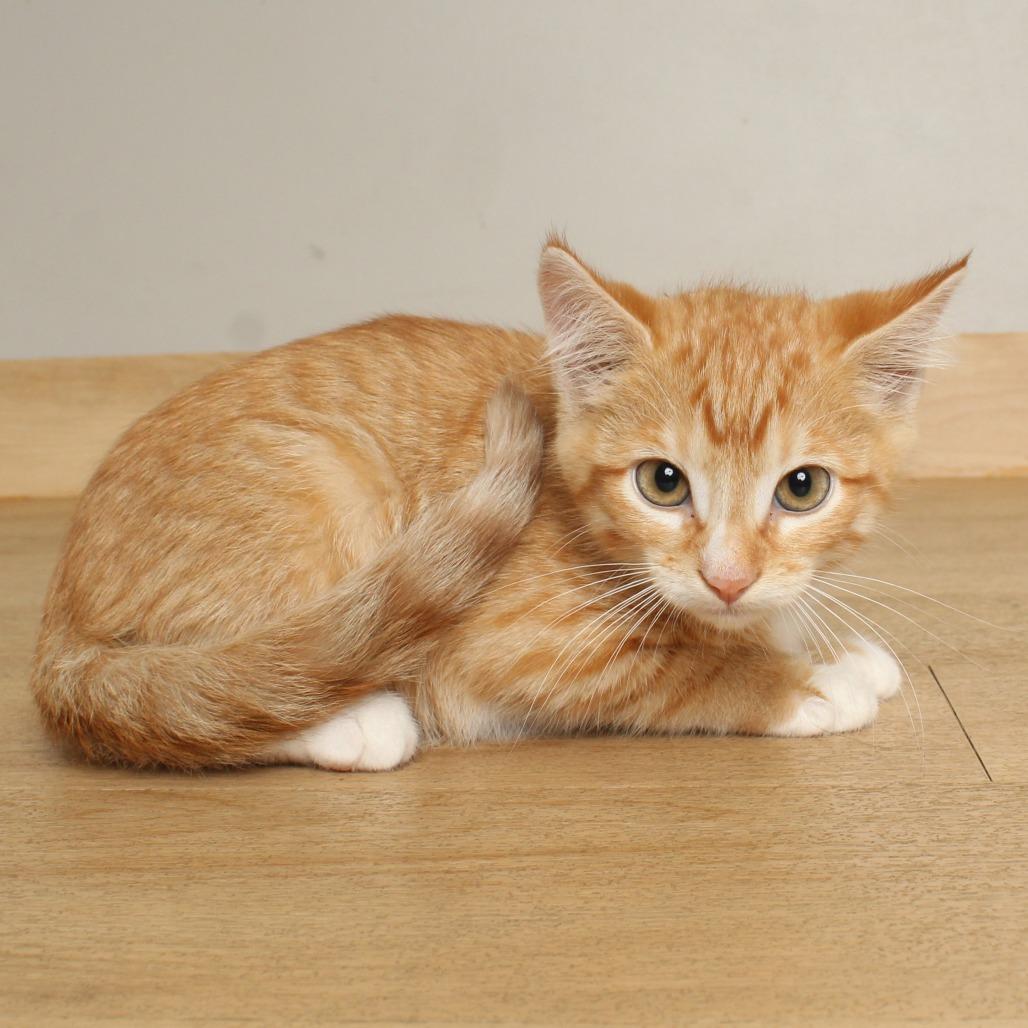 Enlarge Gump C70779, a Adoptable Domestic Short Hair in Minnetonka, MN image 2/2