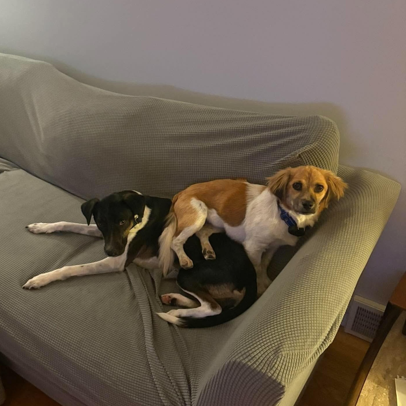 Enlarge Hibachi, a Adoptable mixed breed in Rochester, NY image 5/6