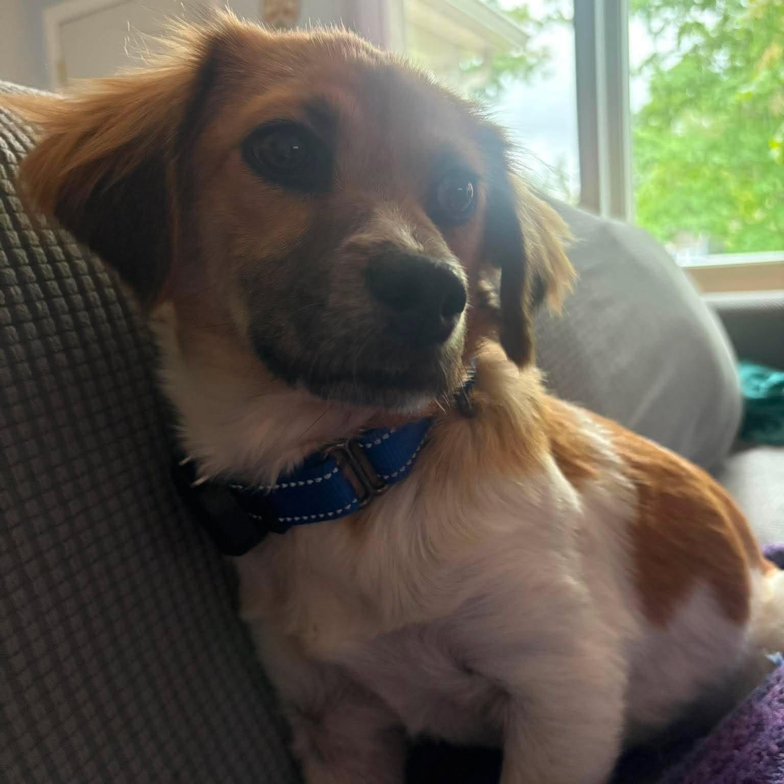 Hibachi, Adoptable, Young Female Corgi.