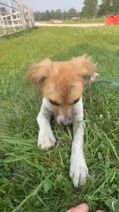 Enlarge Hibachi, a Adoptable mixed breed in Rochester, NY video 4/6