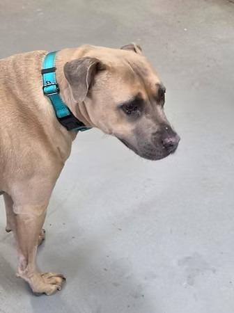 Enlarge Korra, a Adoptable mixed breed in Crandon, WI image 1/1