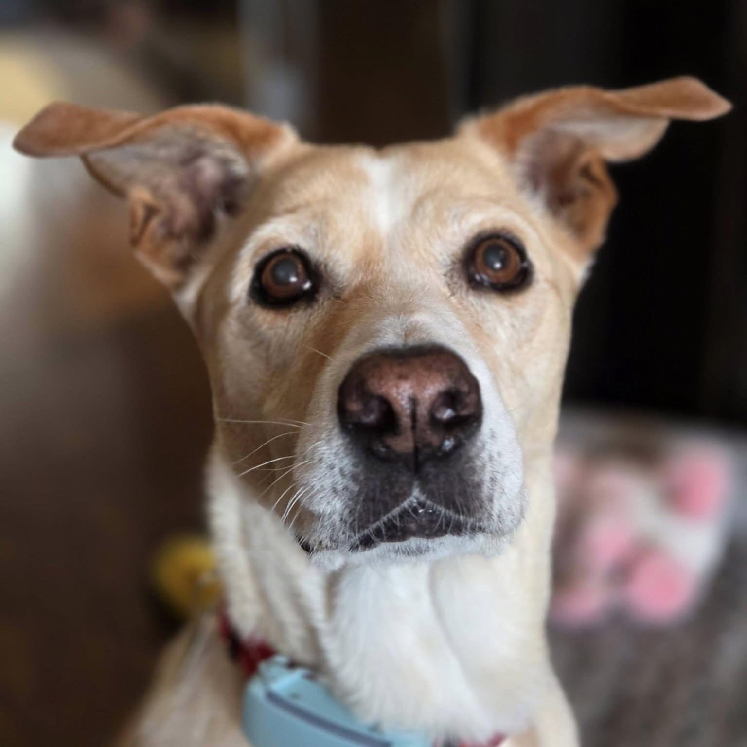 Vanilla, Adoptable, Senior Female Mixed Breed.