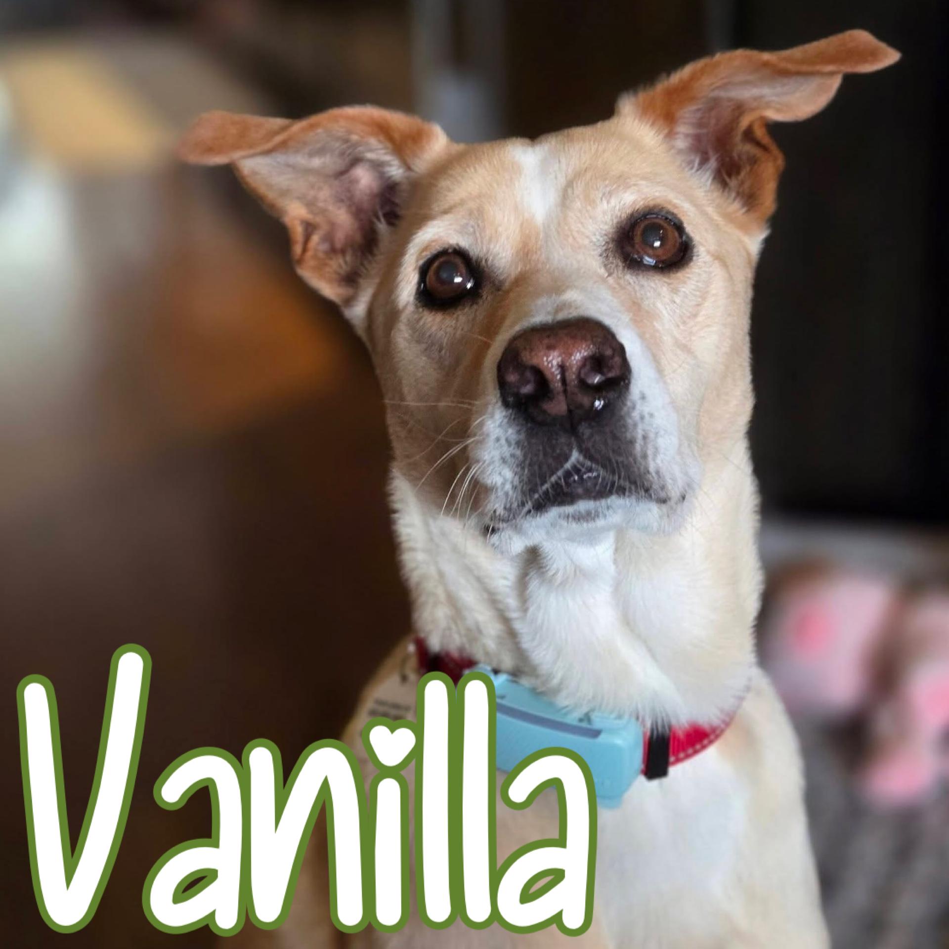 Enlarge Vanilla, a Adoptable mixed breed in Mississauga, ON image 2/6