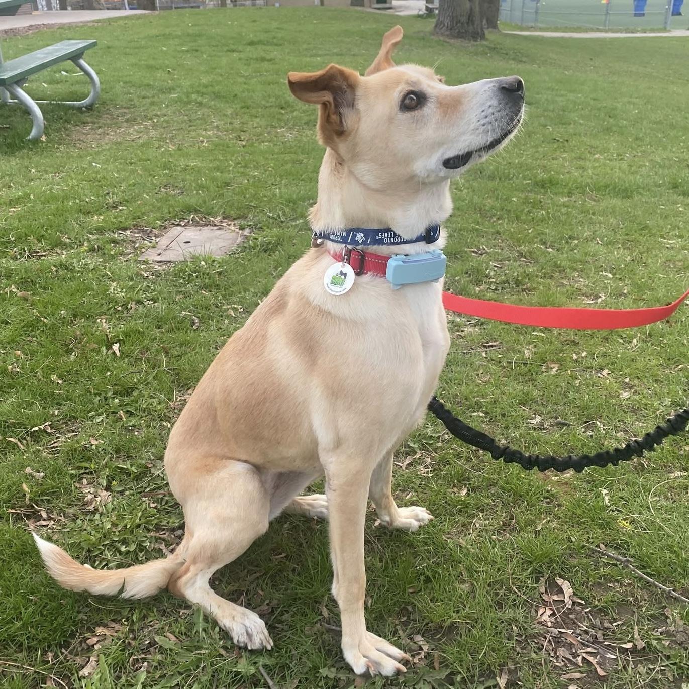 Enlarge Vanilla, a Adoptable mixed breed in Mississauga, ON image 5/6