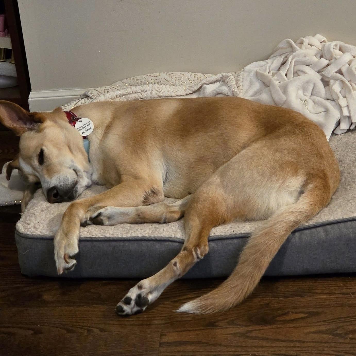 Enlarge Vanilla, a Adoptable mixed breed in Mississauga, ON image 6/6