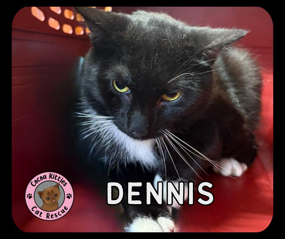 Dennis, Adoptable, Young Male Domestic Short Hair.